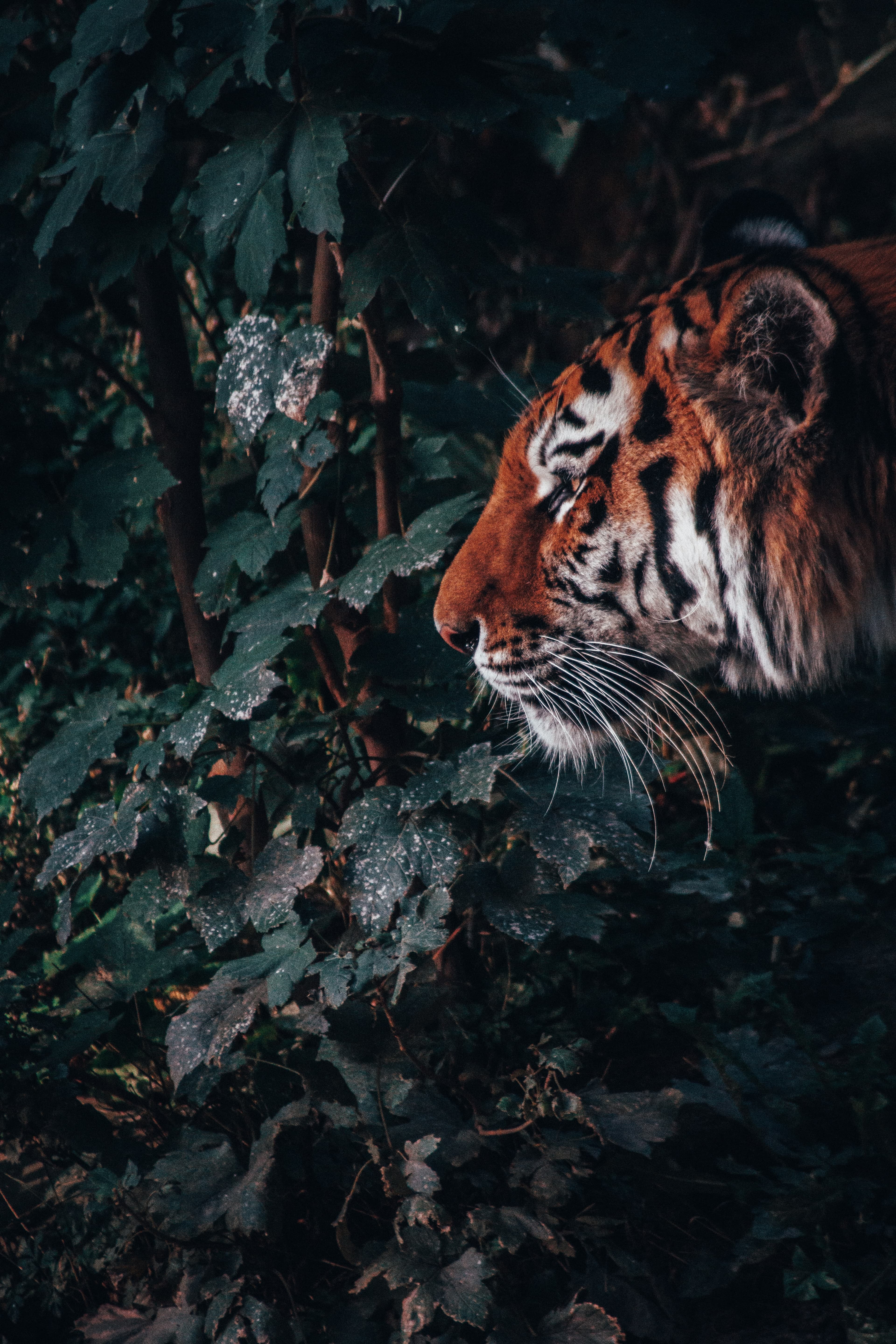 Tiger in Bandhavgarh