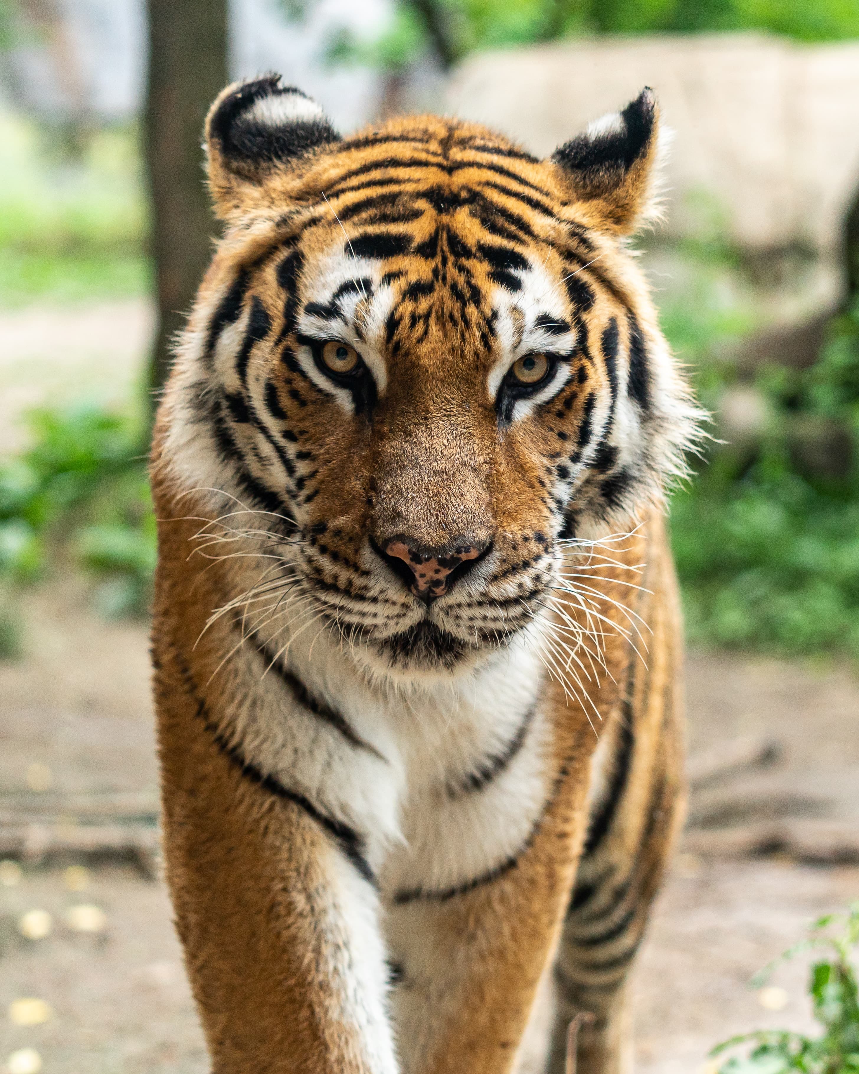 Tiger in Bandhavgarh National Park